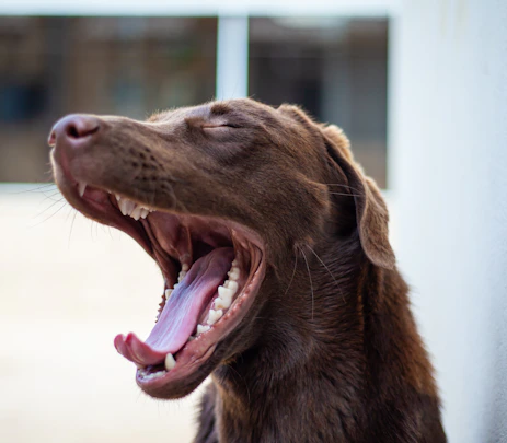 a dog with its mouth open