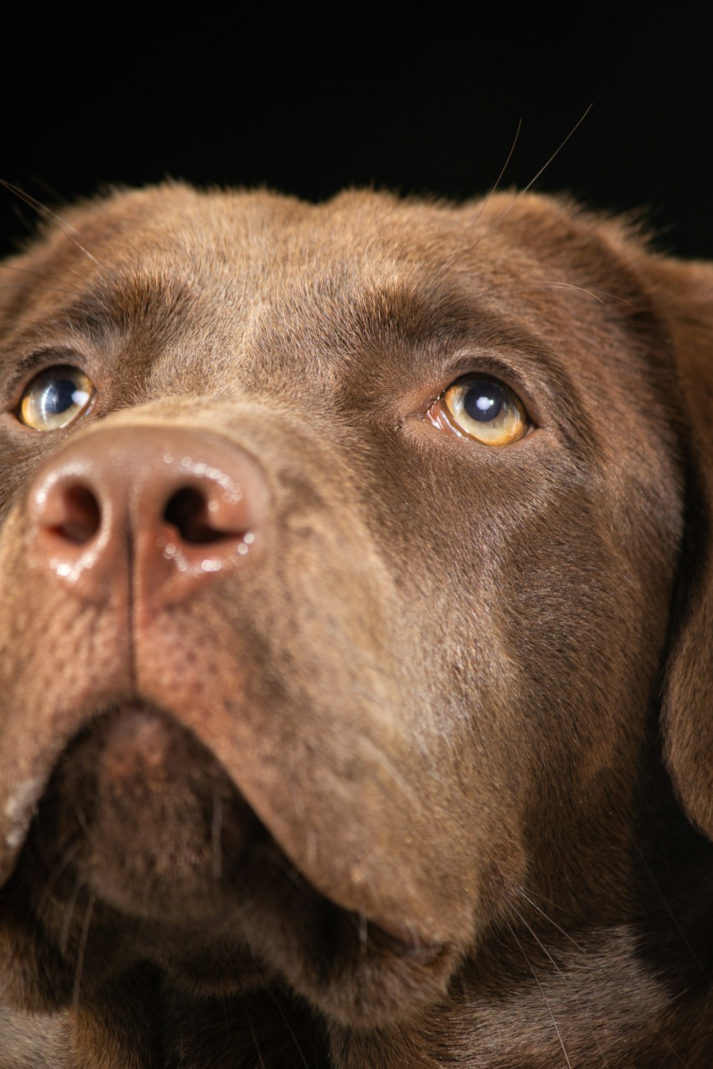 a close up of a dog