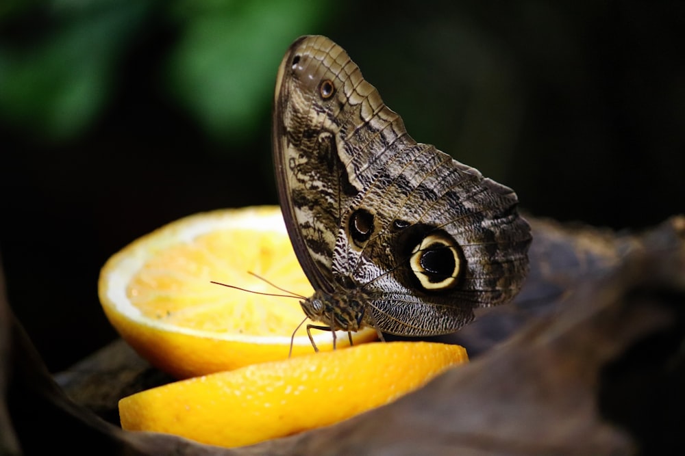 a butterfly on a fruit
