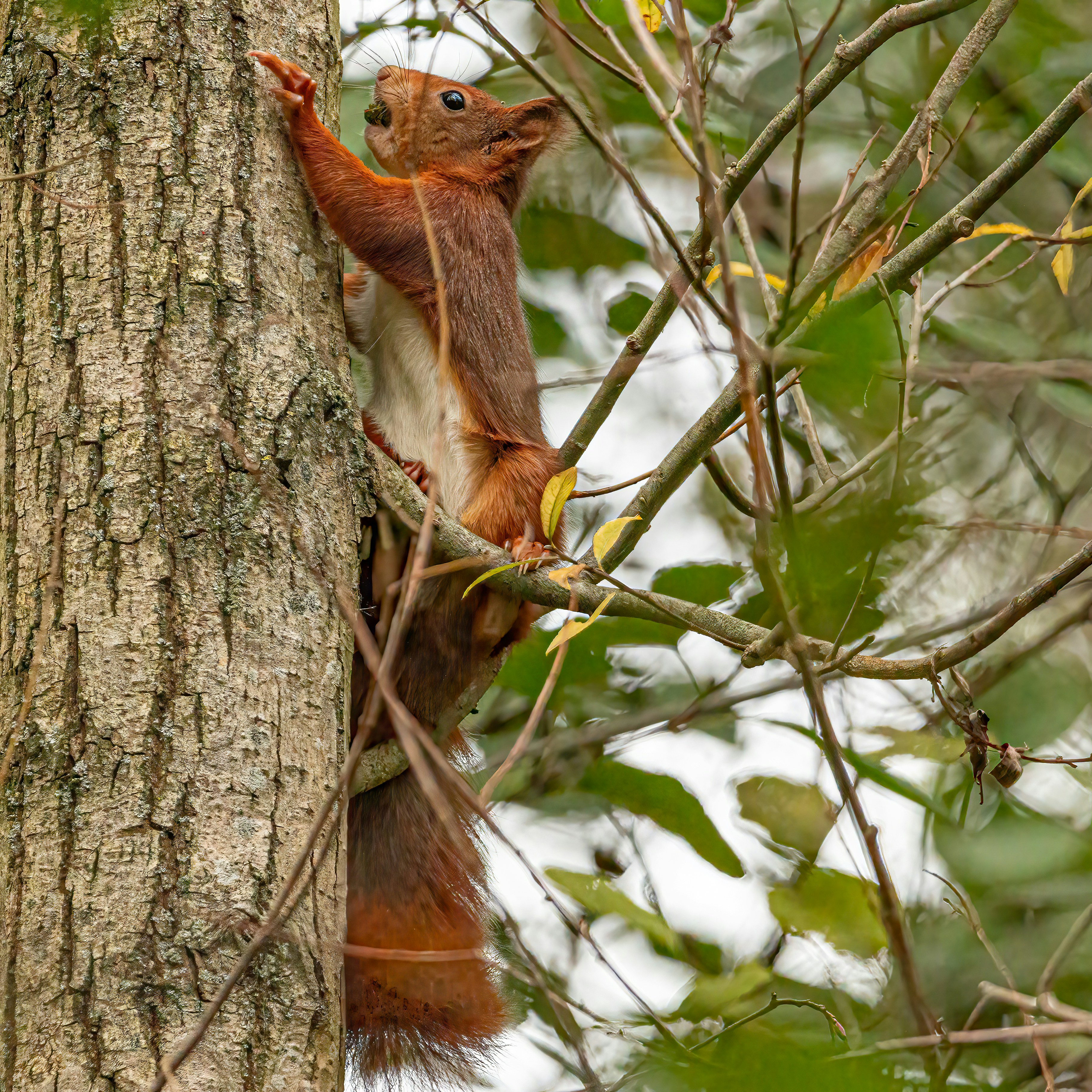 Photo by kennygoossen