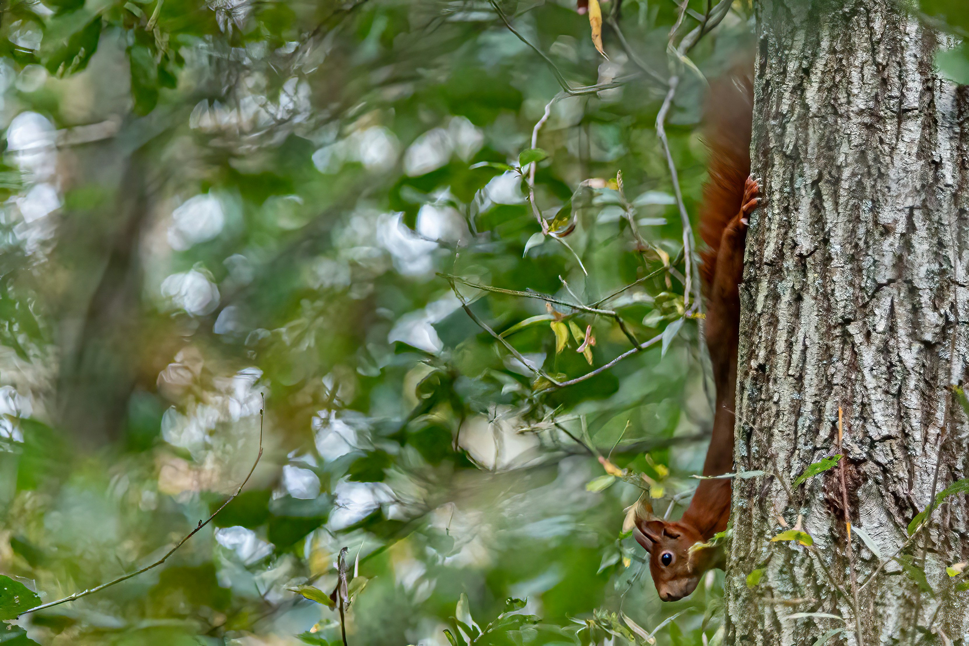 Photo by kennygoossen