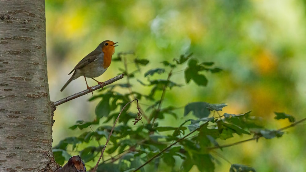 a bird perched on a branch