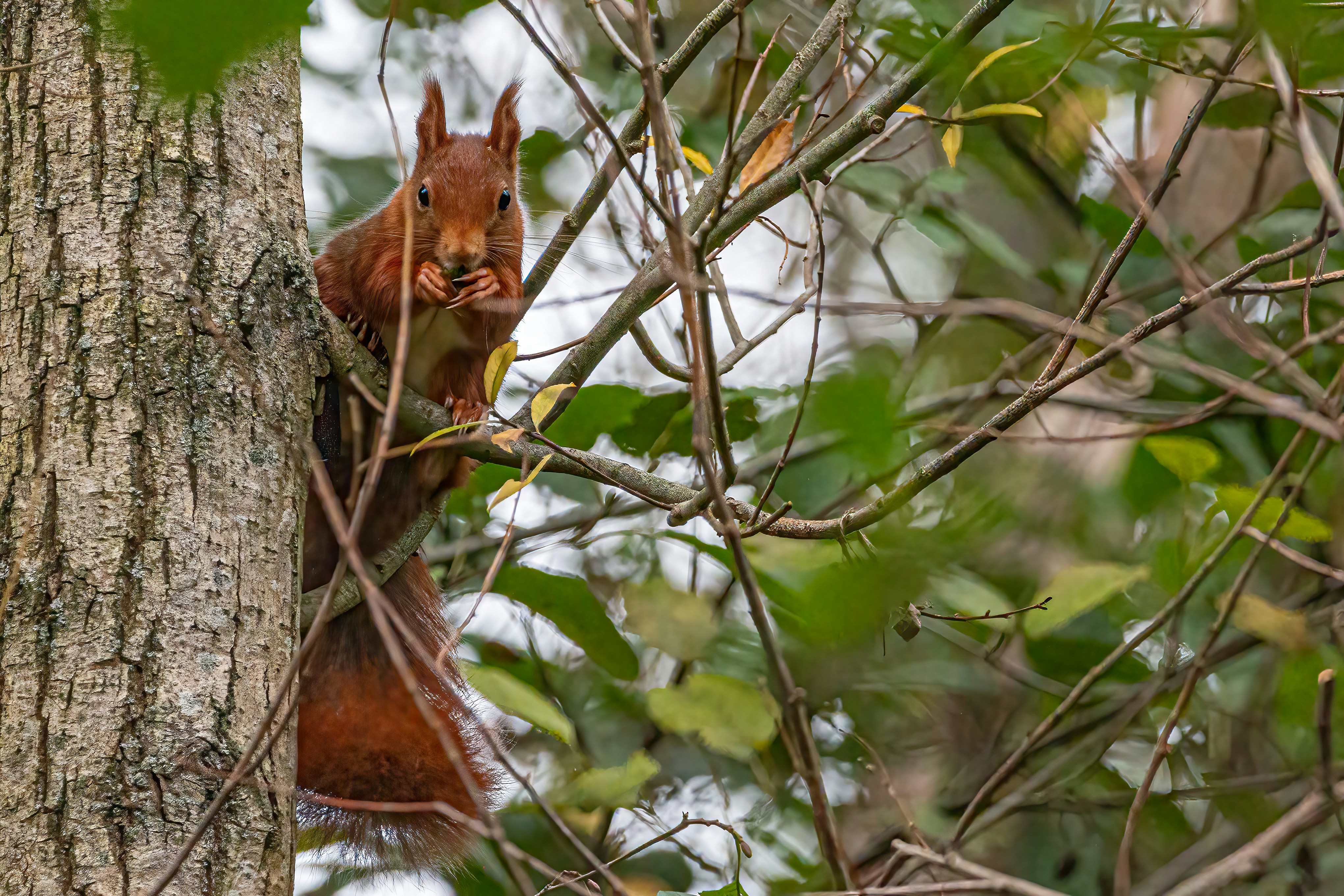 Photo by kennygoossen