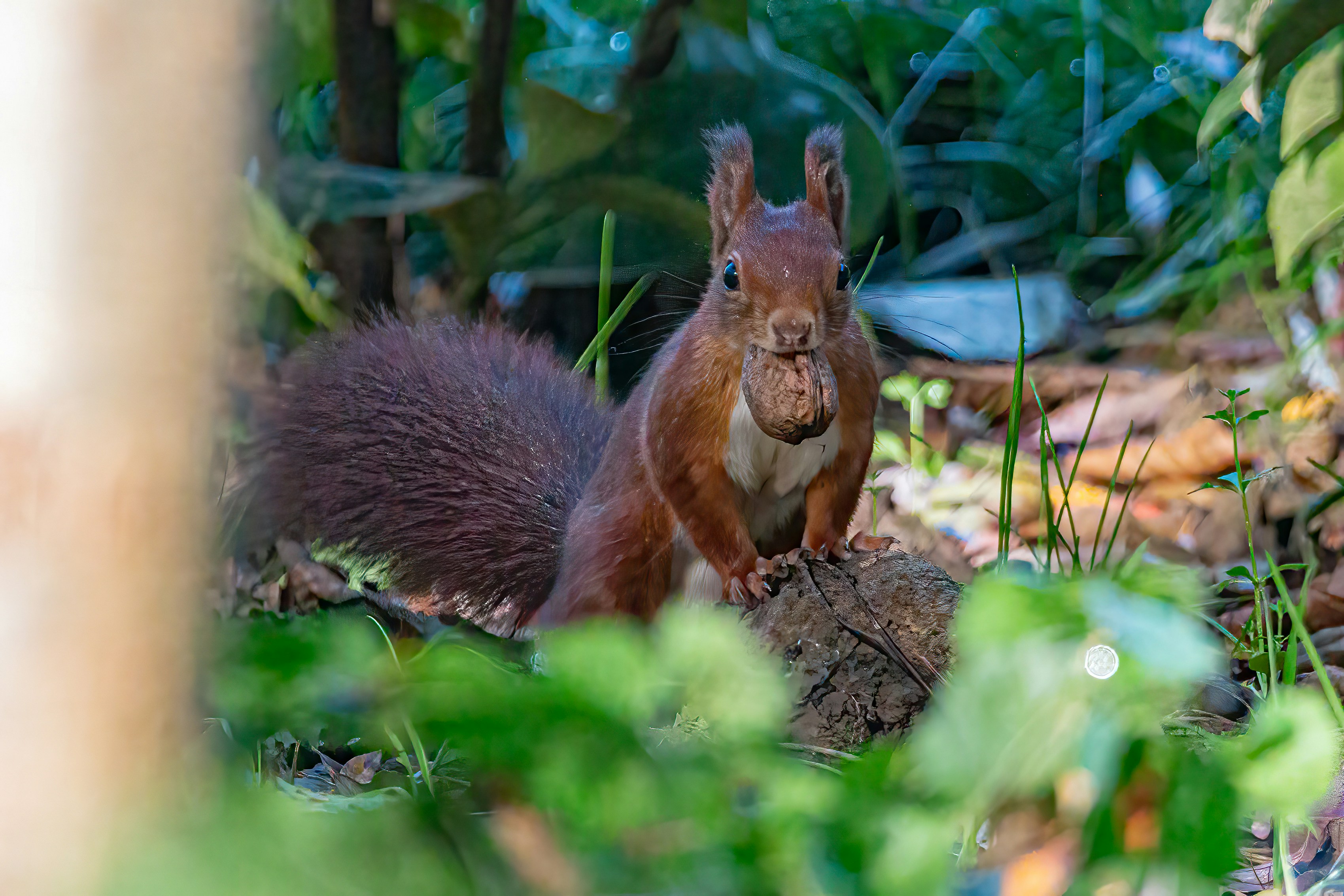 Afbeelding van Hoensbroek