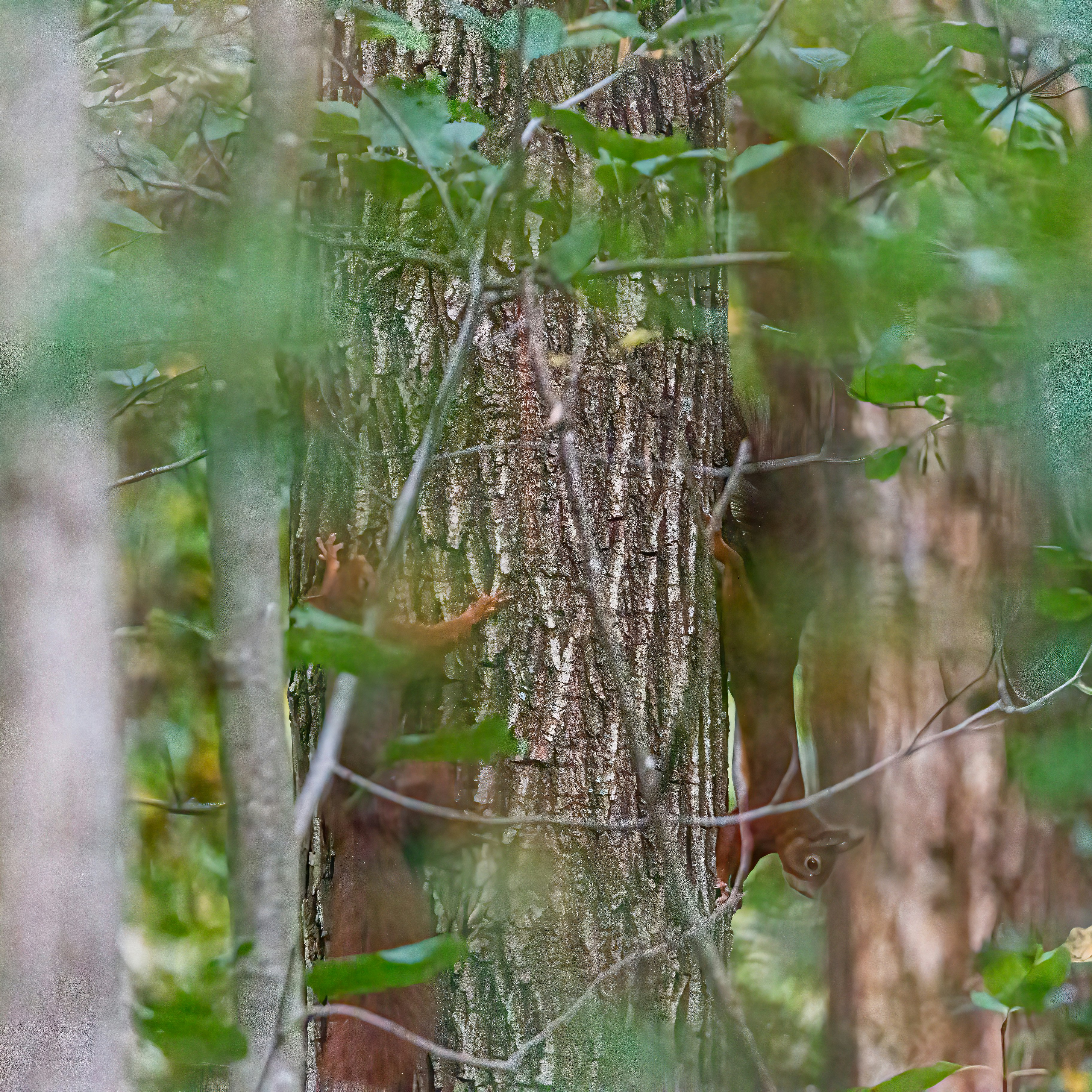 a tree with many branches
