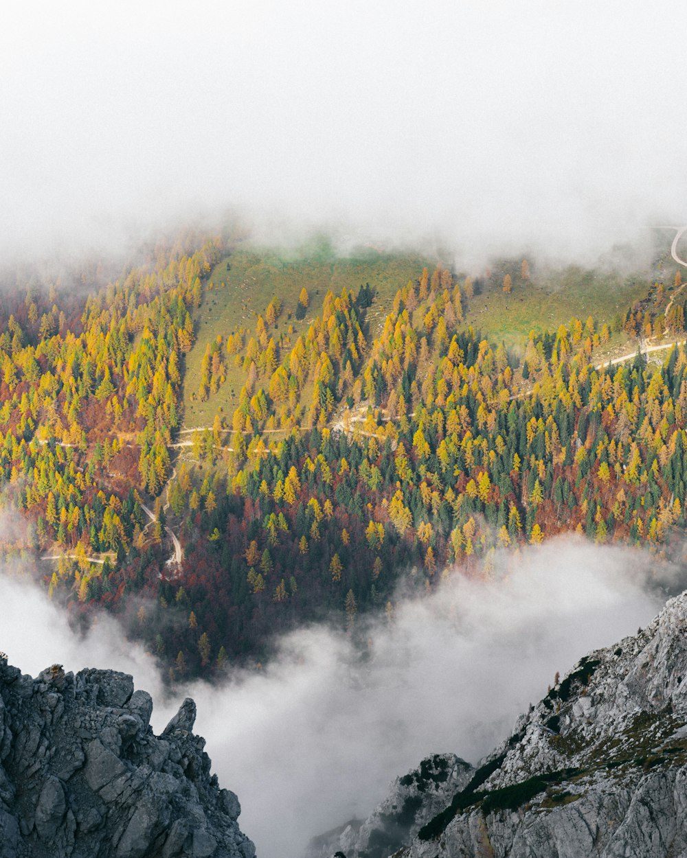 a forest of trees