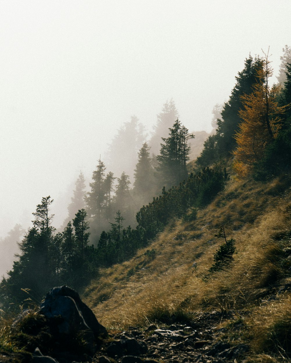 a foggy forest with trees