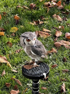 A small owl with striking orange eyes is perched on a circular stand. It is surrounded by vibrant green grass and scattered autumn leaves in various shades of brown and orange.