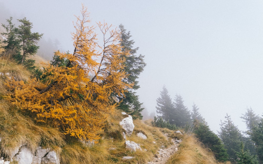 a tree on a hill