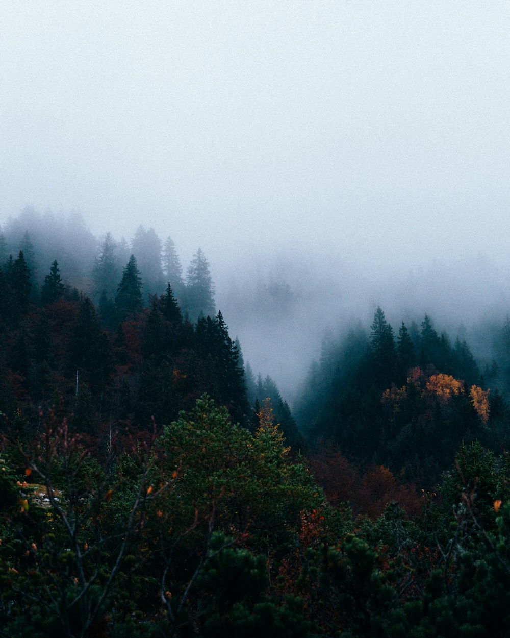 a forest of trees