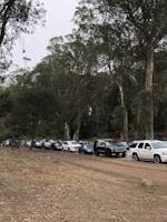 A line of cars parked along a dirt road bordered by a forested area with tall eucalyptus trees. The scene is overcast, suggesting a cloudy day, with vehicles varying in color from white to black.