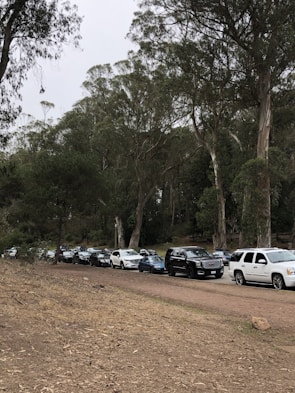 A line of cars parked along a dirt road bordered by a forested area with tall eucalyptus trees. The scene is overcast, suggesting a cloudy day, with vehicles varying in color from white to black.