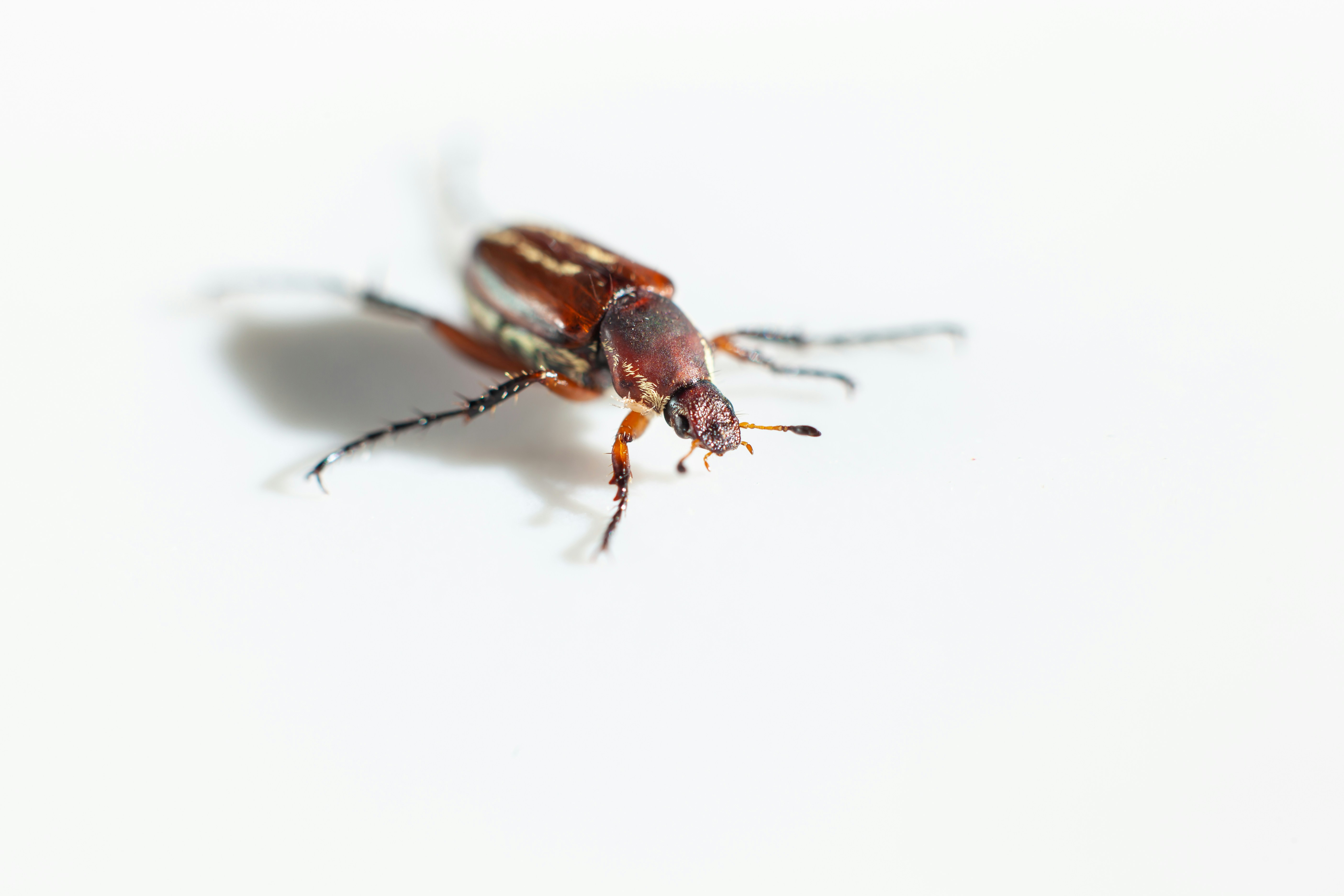 Professional cockroach control services in Portland, Oregon and Vancouver, Washington