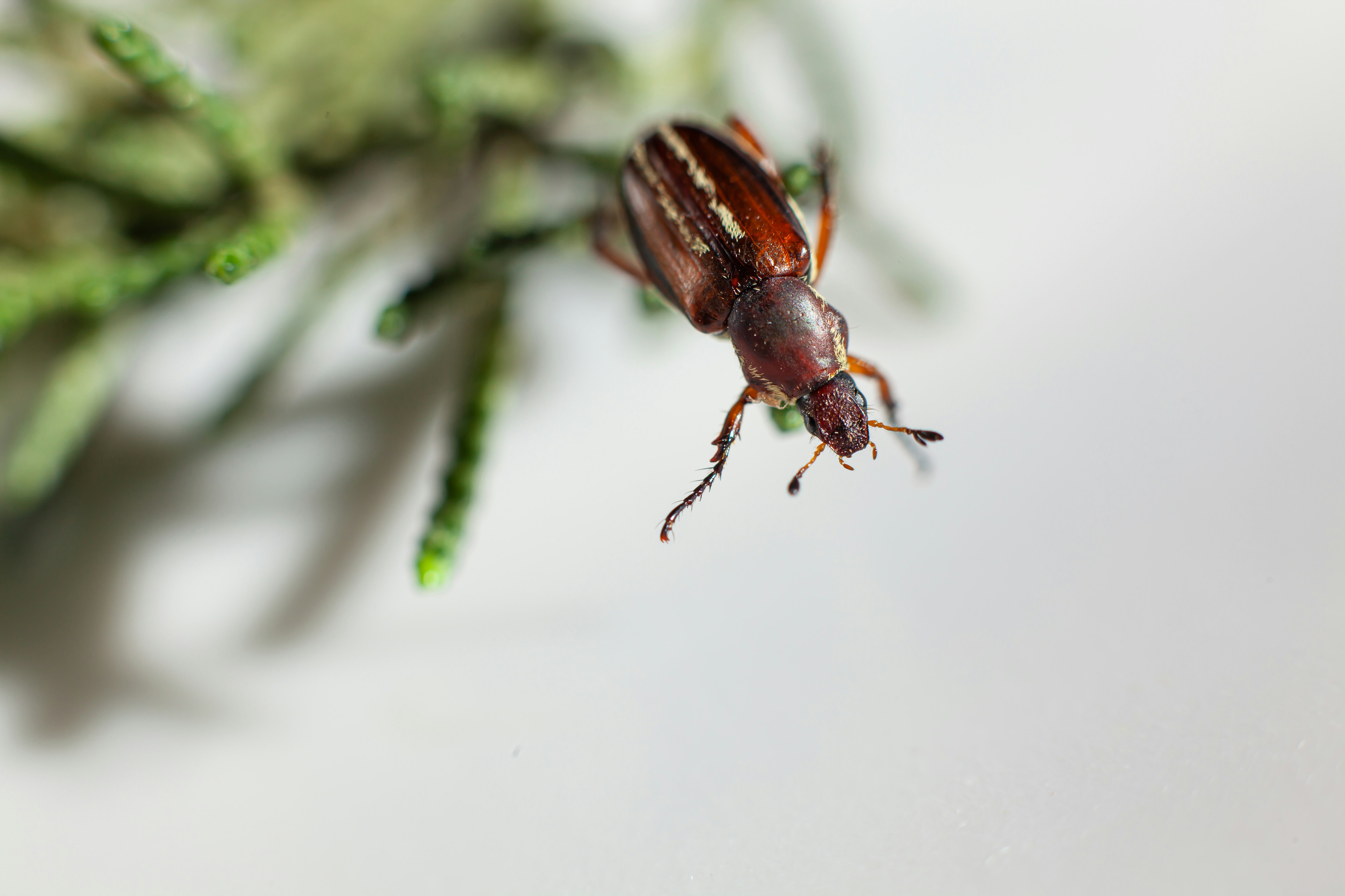 A bug on a branch photo – Free Garden Image on Unsplash