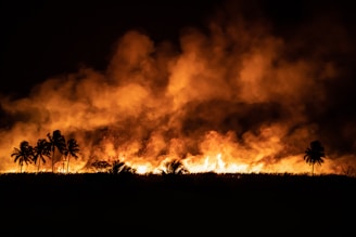 A large wildfire engulfs a forested area, with towering flames and dense smoke filling the night sky. Silhouettes of palm trees stand against the intense orange and yellow hues of the fire, creating a dramatic and chaotic scene.