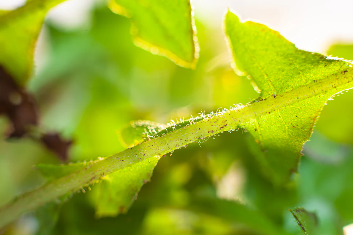 Scale Insects on Plants India Treatment Guide