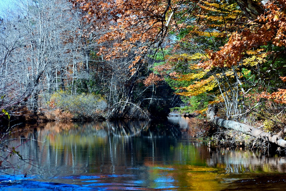 a river with trees around it