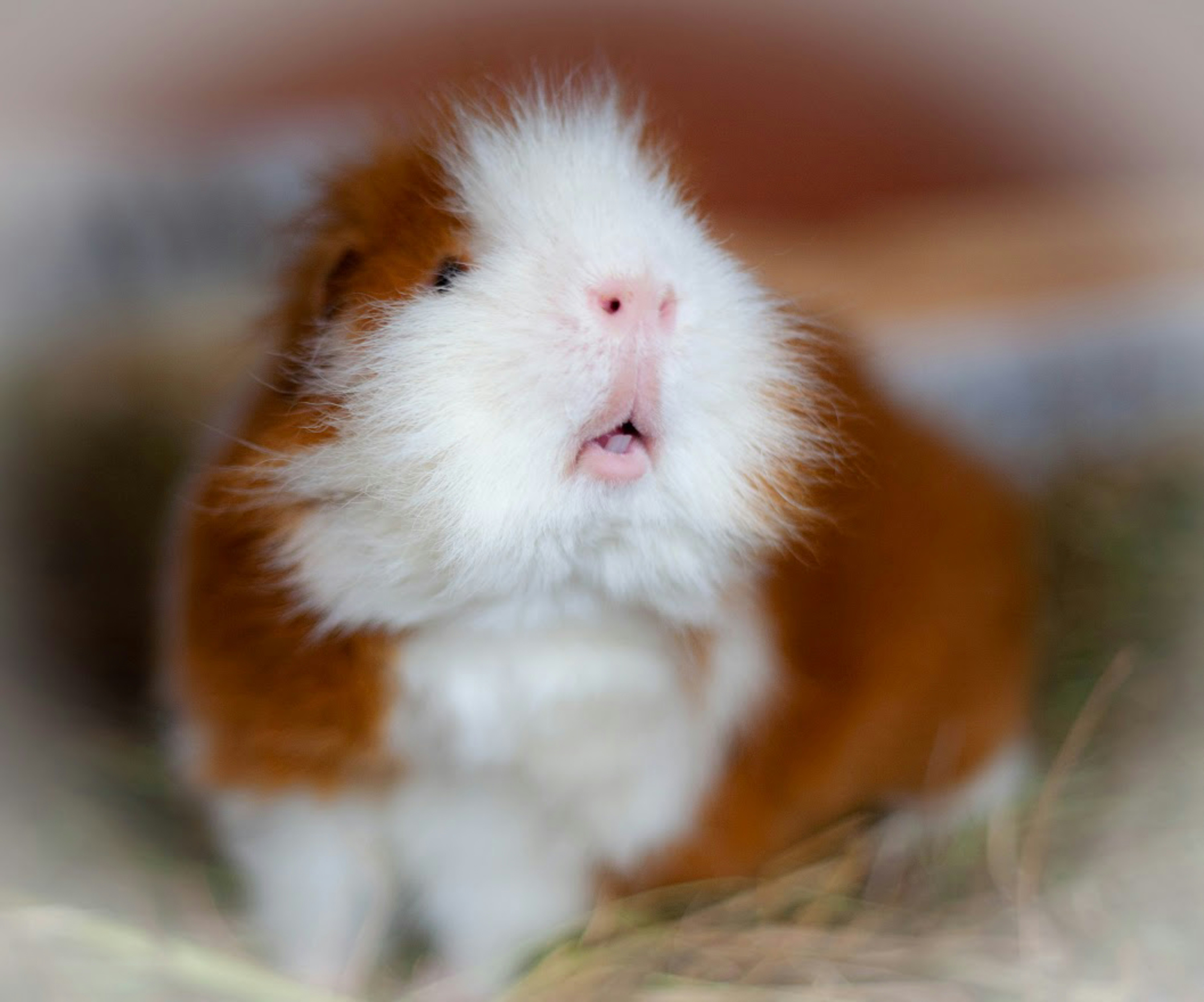 a baby white and orange animal