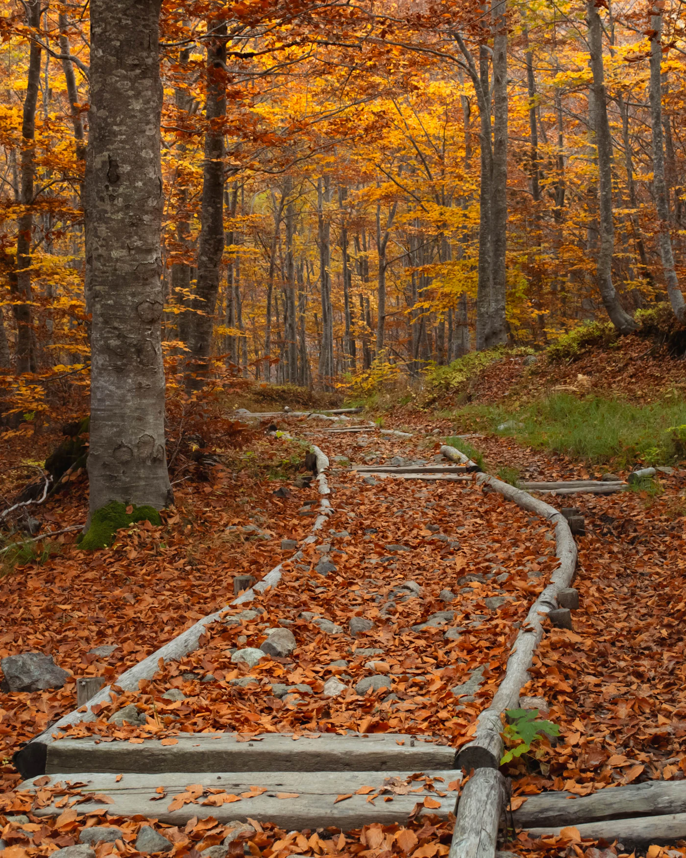 Sentier bordé de rondins dans une hêtraie aux feuilles rousses