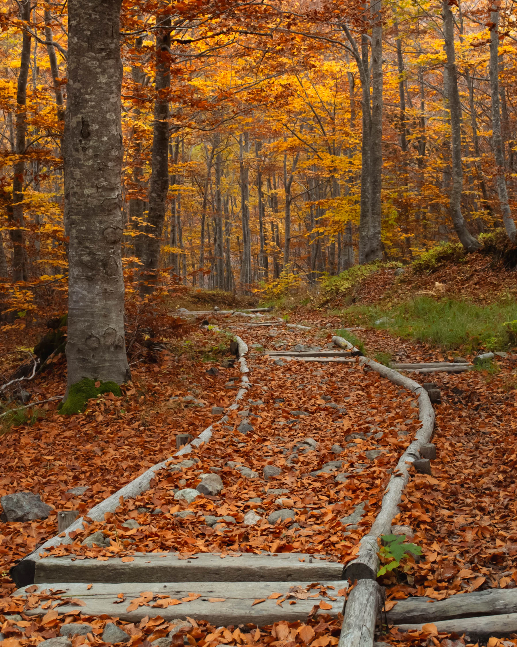 Sentier bordé de rondins dans une hêtraie aux feuilles rousses