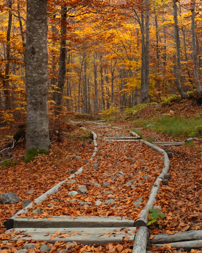Sentier bordé de rondins dans une hêtraie aux feuilles rousses