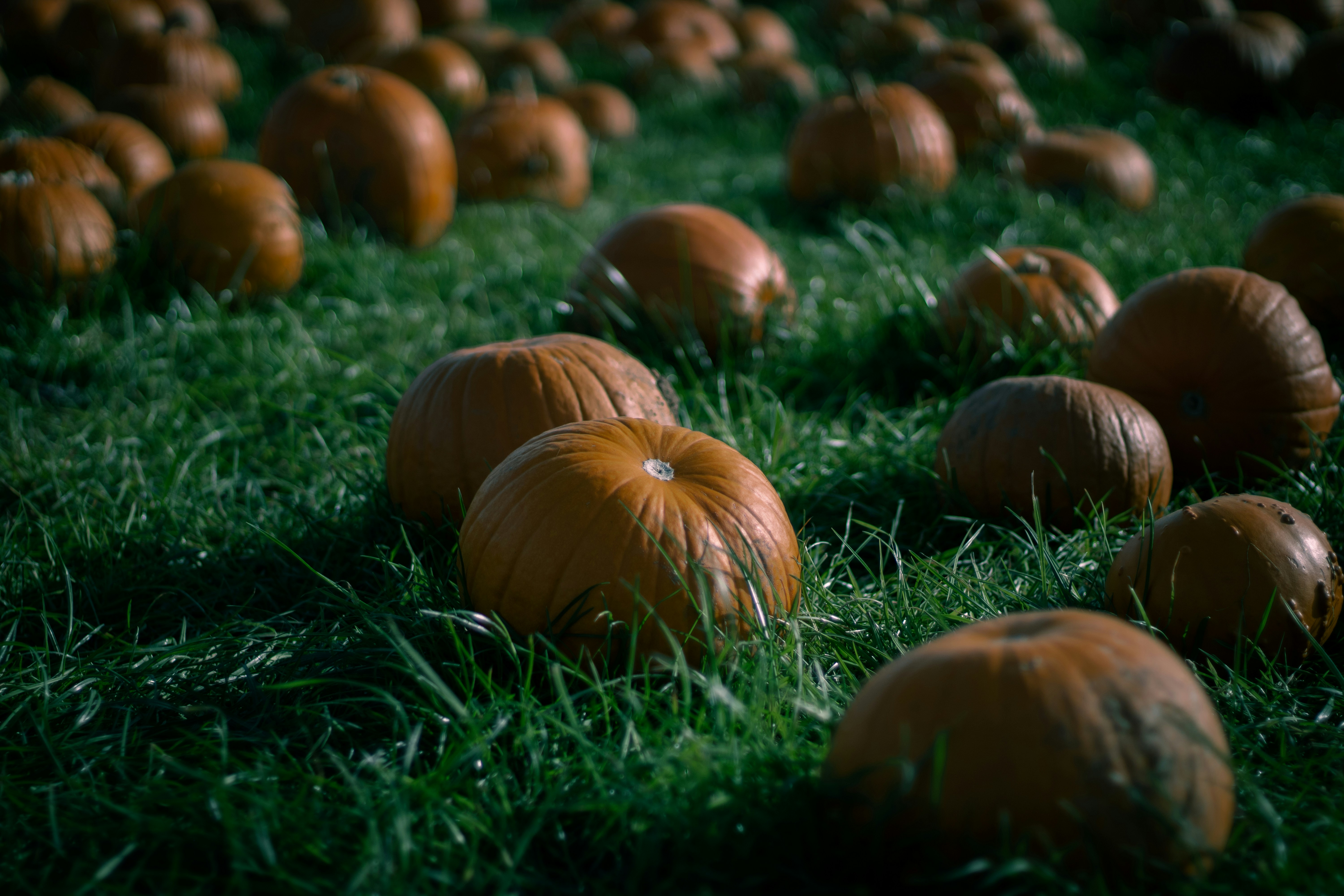 a group of pumpkins in the grass