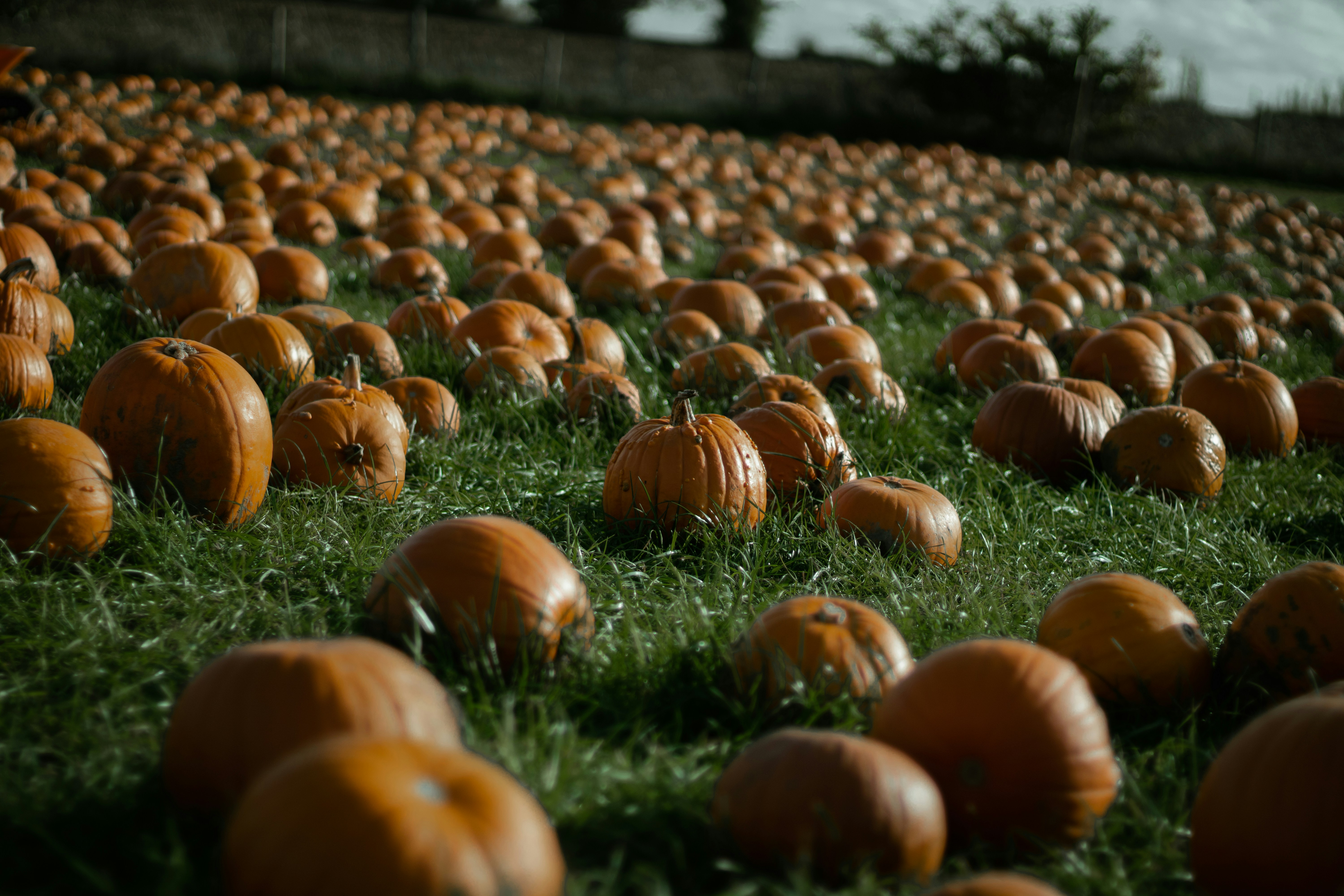 a group of pumpkins in a field