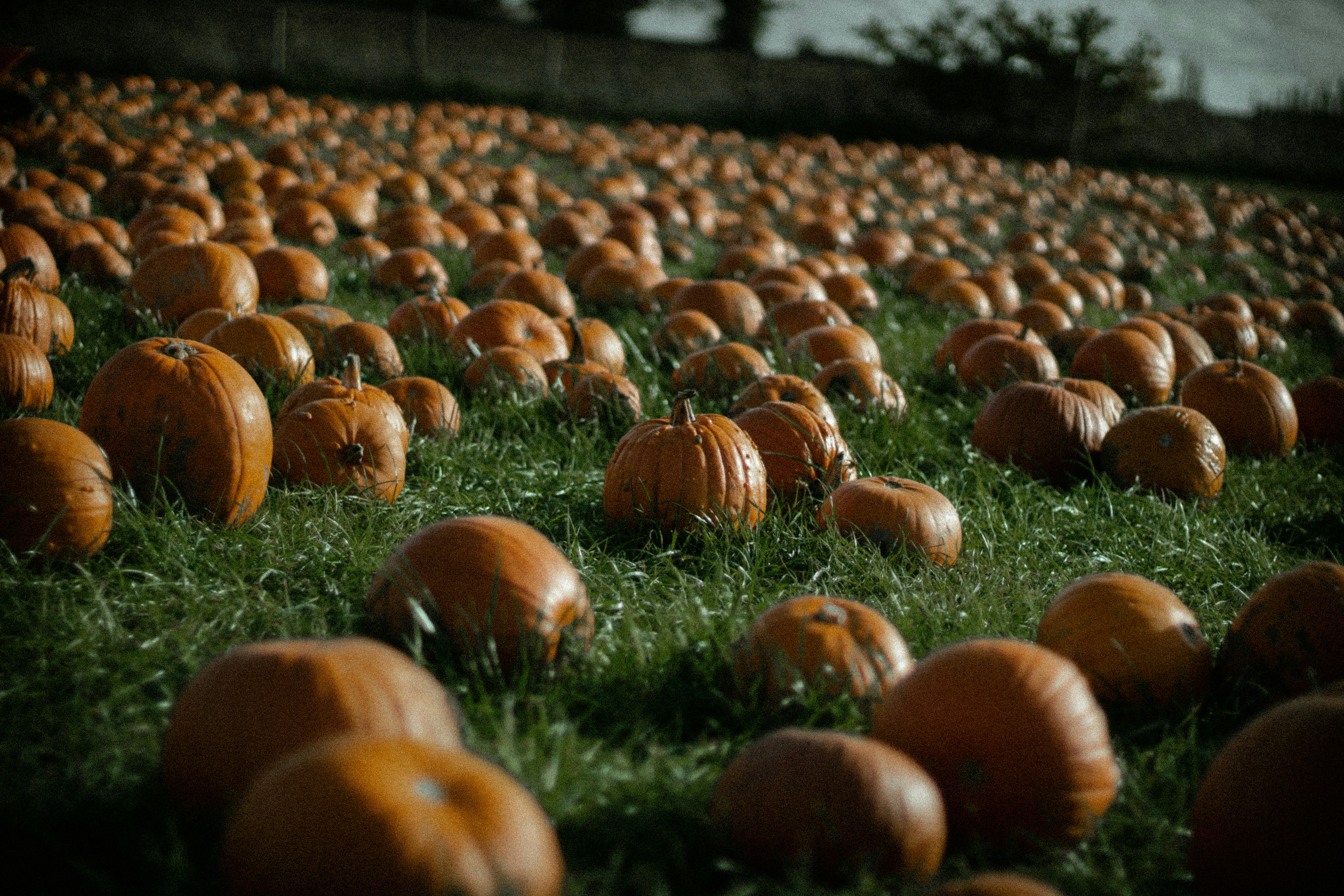 a group of pumpkins in a field