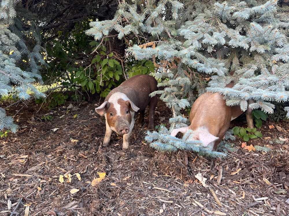 two pigs in the woods