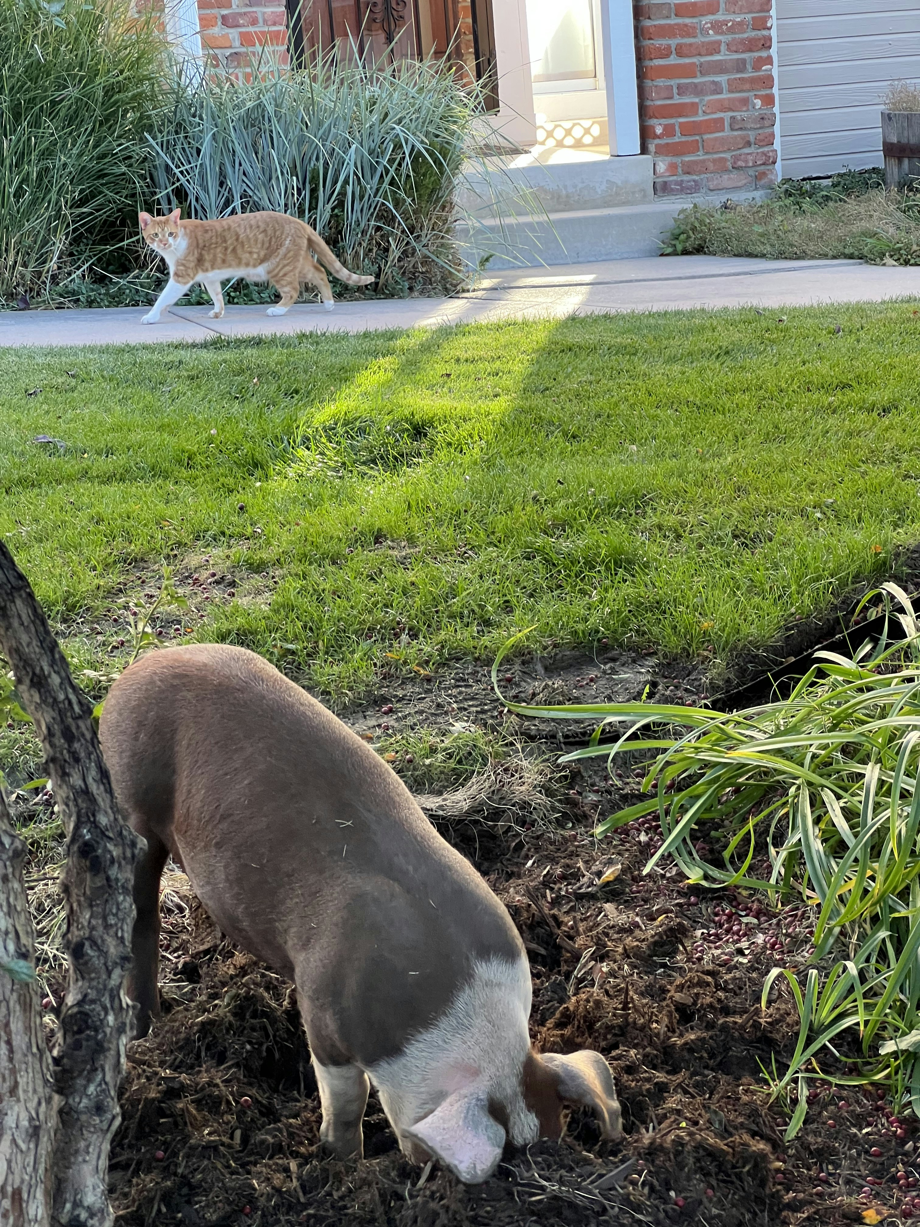 Description of the image