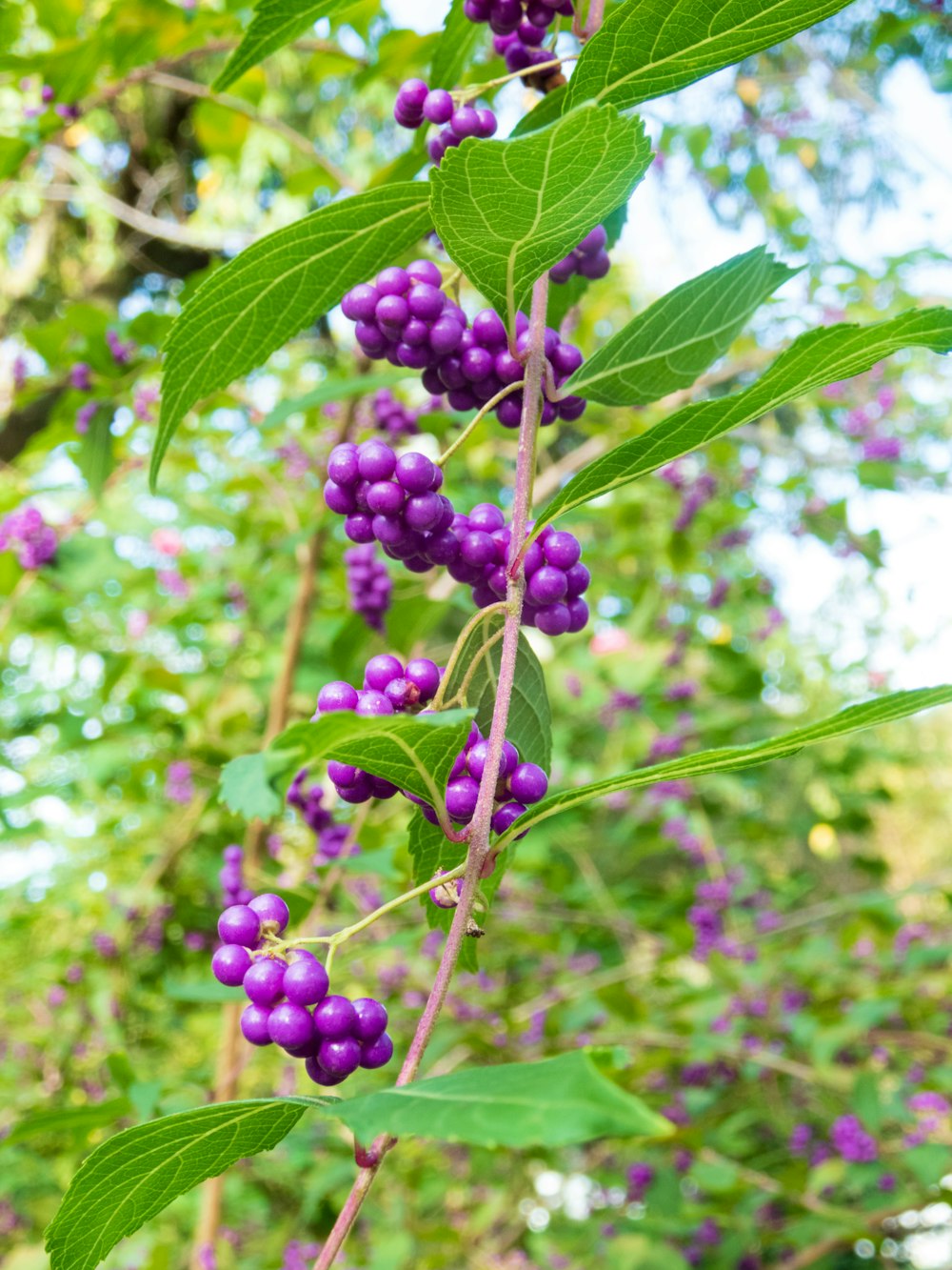 a close-up of some berries