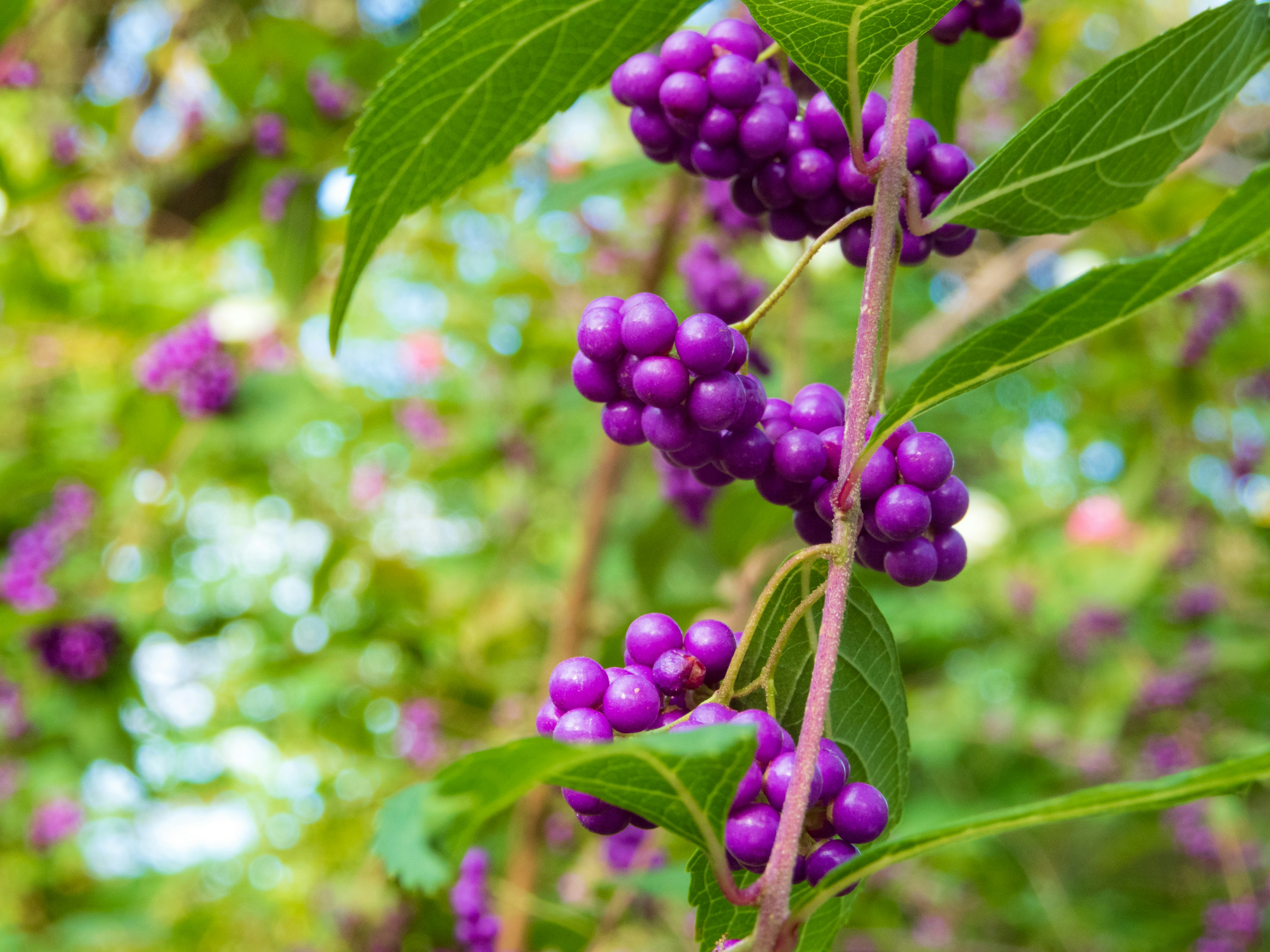 Photo by heppoko_yama