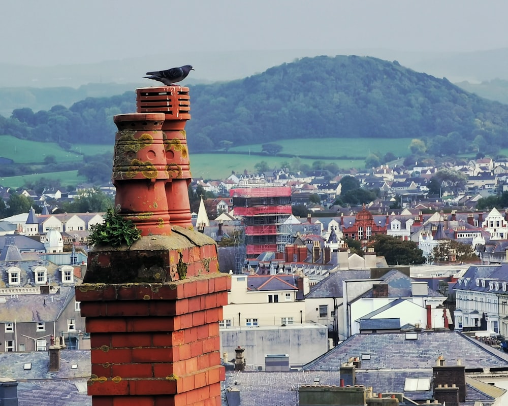 a bird on a chimney