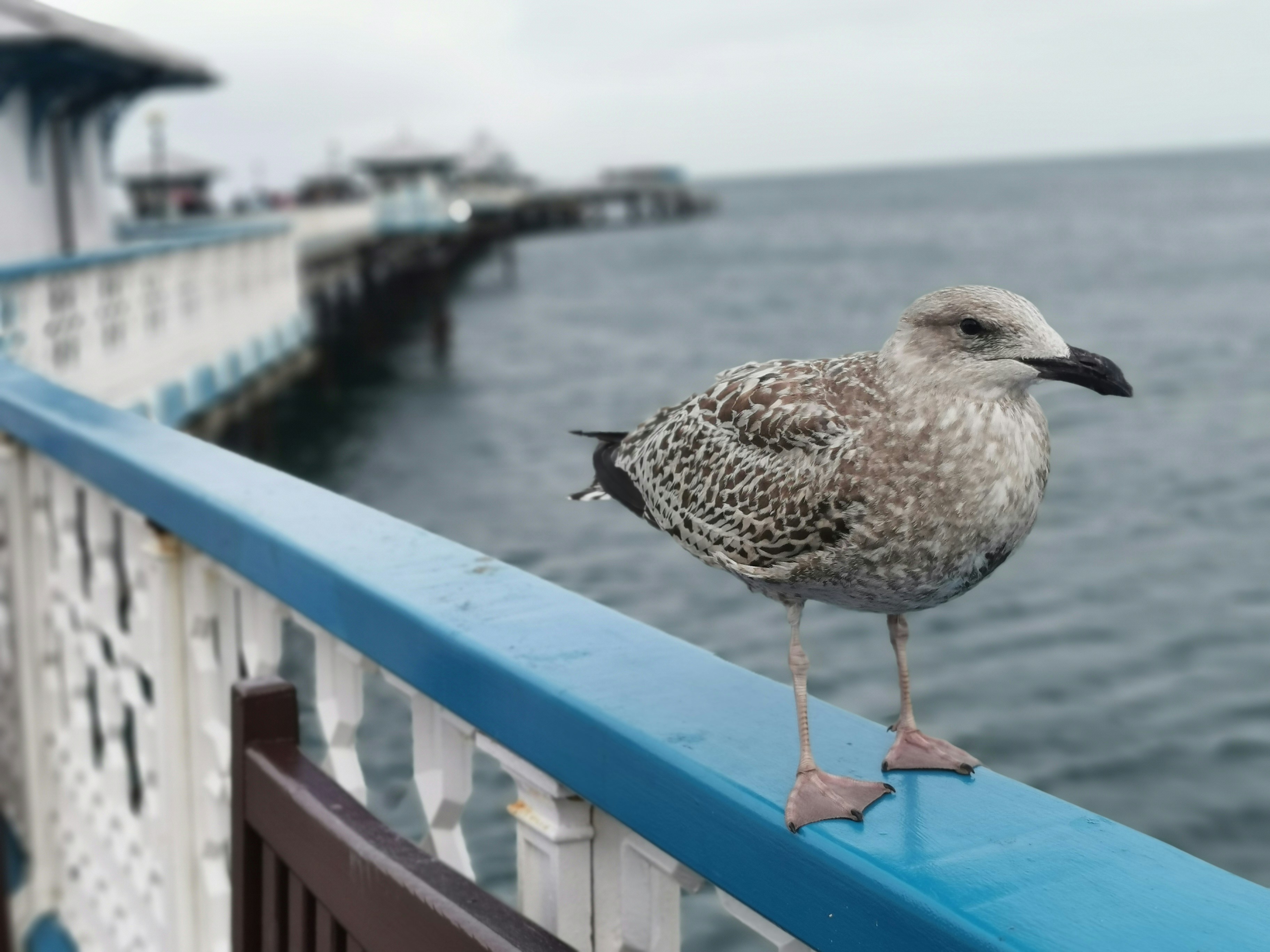a bird on a railing