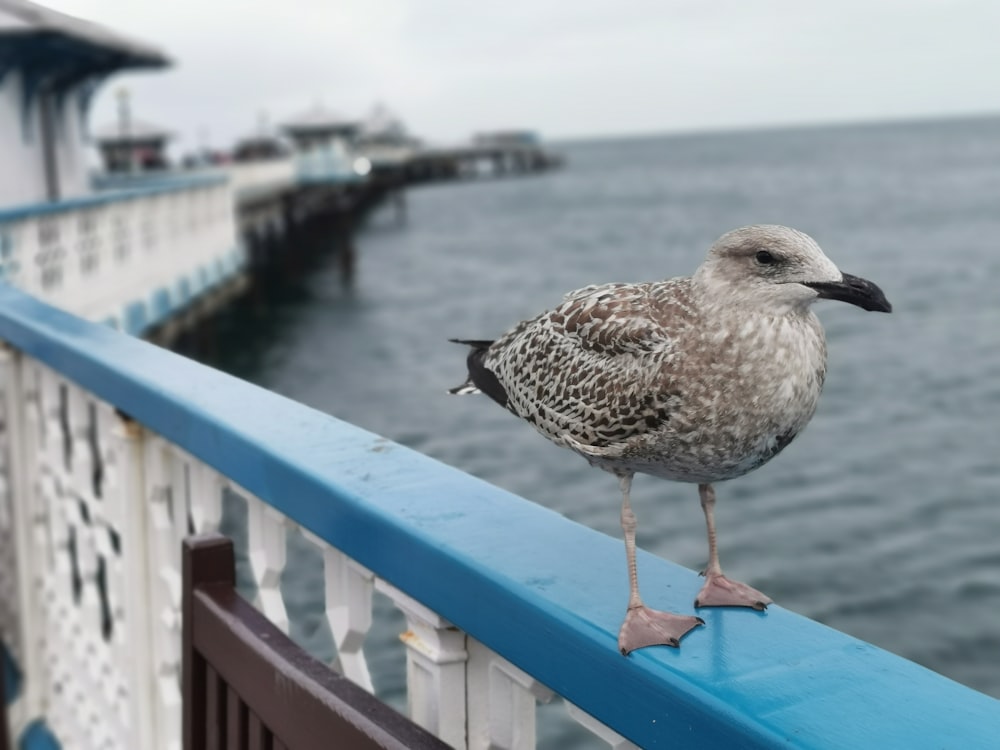 a bird on a railing