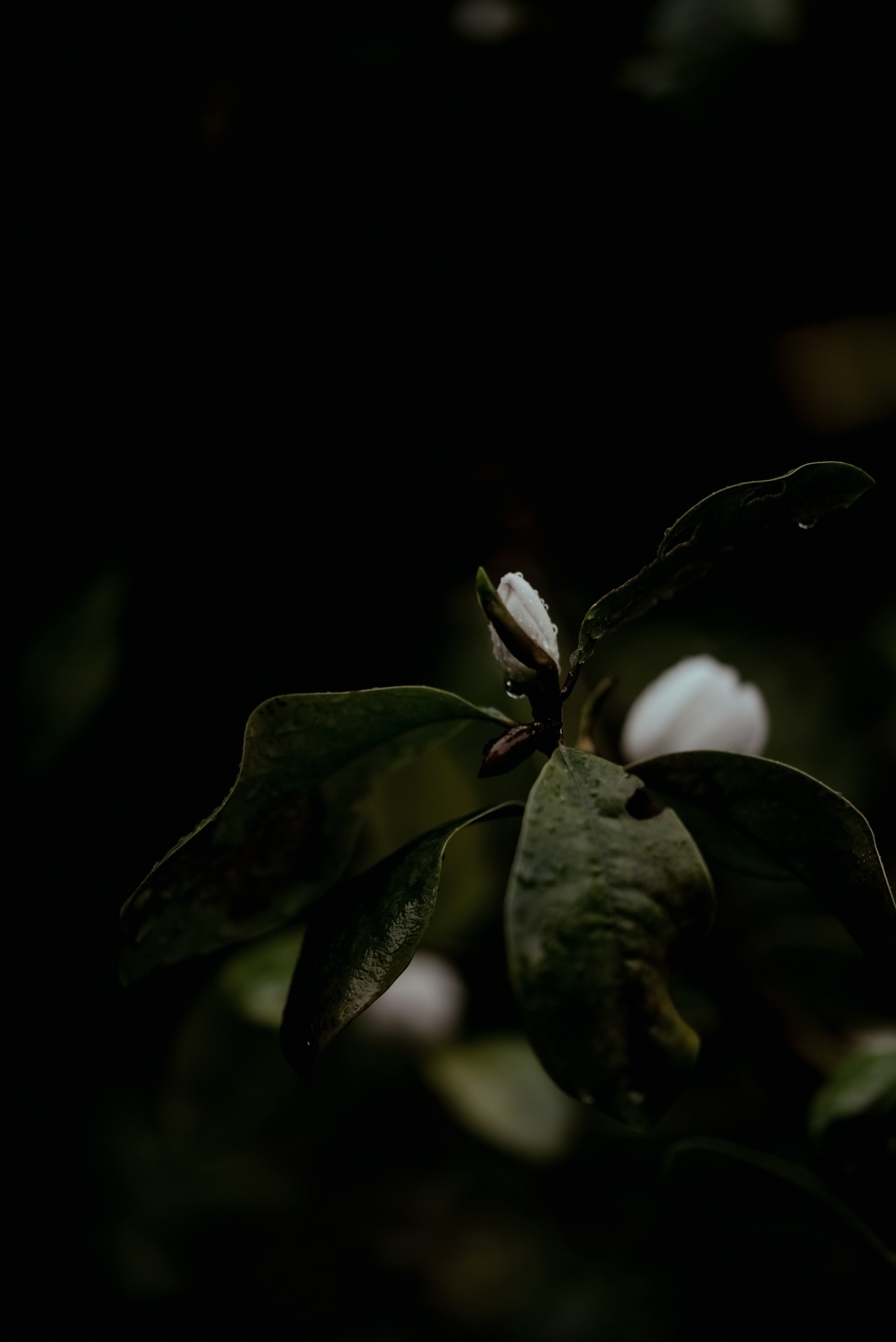 Photo by lauraadaiphoto