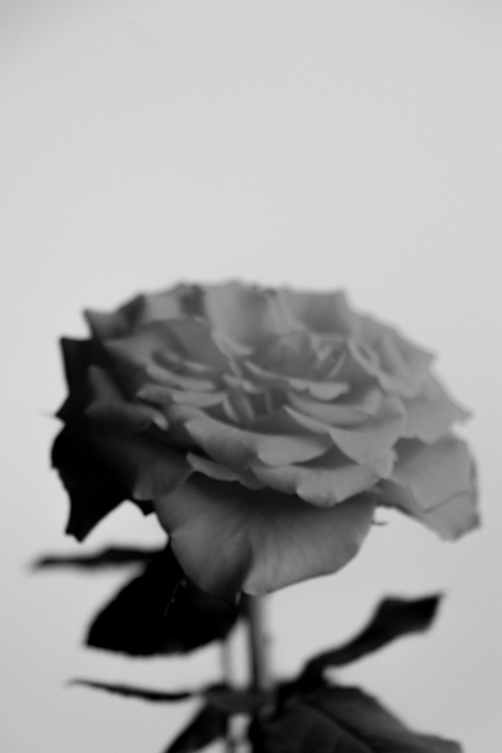 a close-up of a hand holding a rose