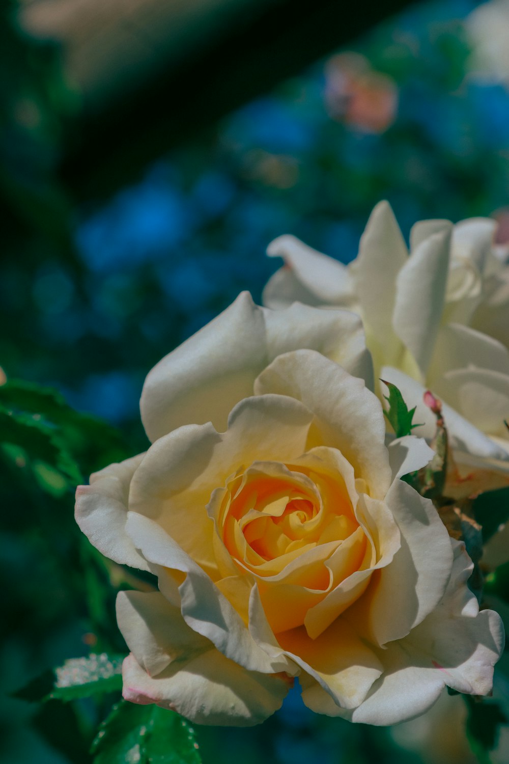 a close up of a yellow rose