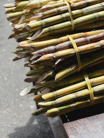 Close-up of clean, dry sugarcane bagasse piled neatly, showcasing its fibrous texture and light beige color.
