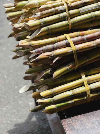 Bundles of green and brown sugarcane stalks are tied together with yellow twine, resting on a wooden surface. The stalks are neatly cut and highlighted by natural sunlight.
