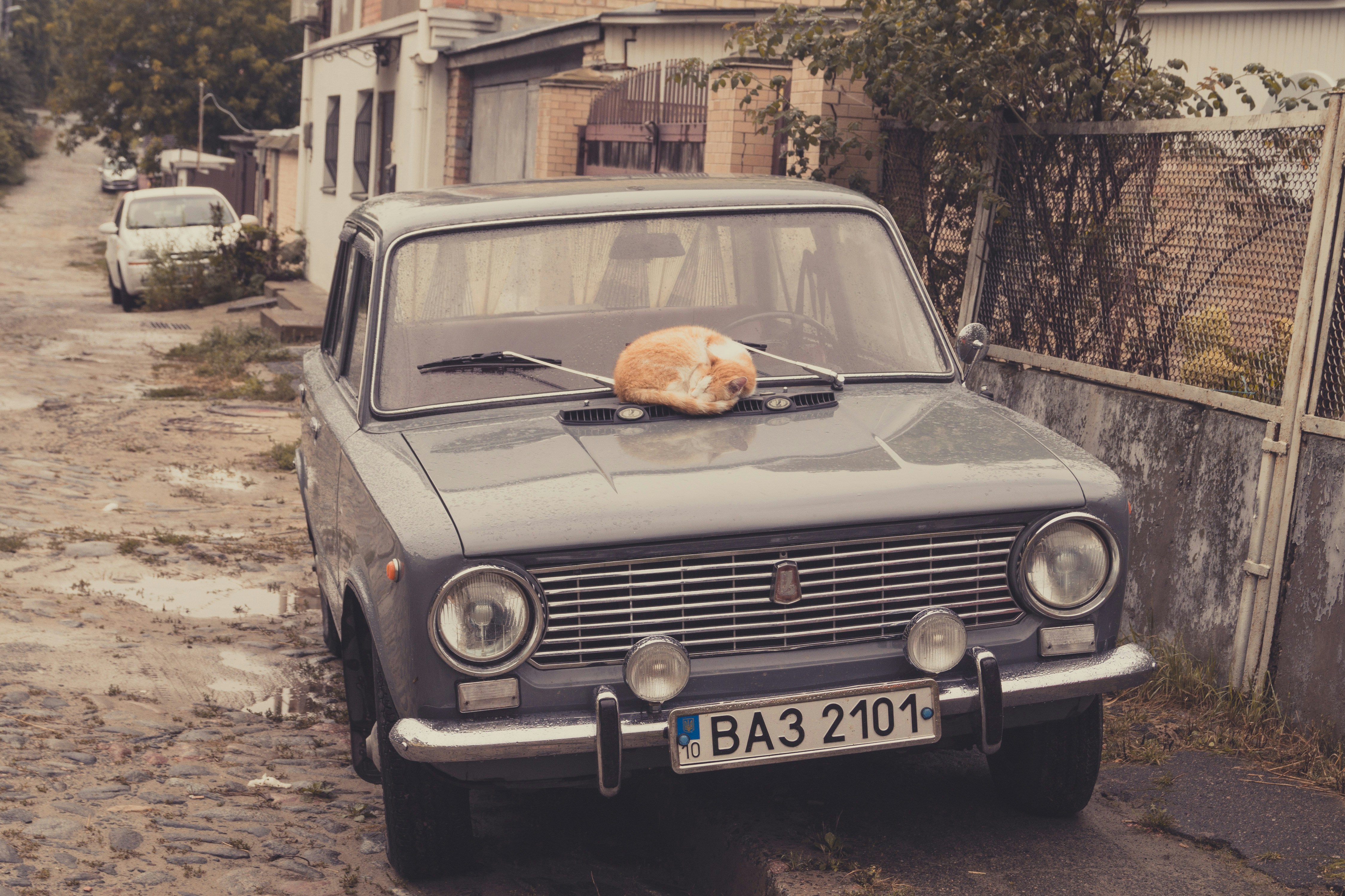 a cat sitting on the hood of a car