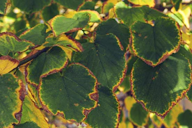 a close up of a group of leaves