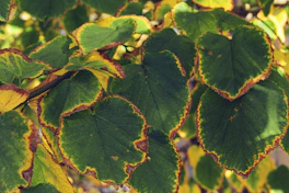 a close up of a group of leaves
