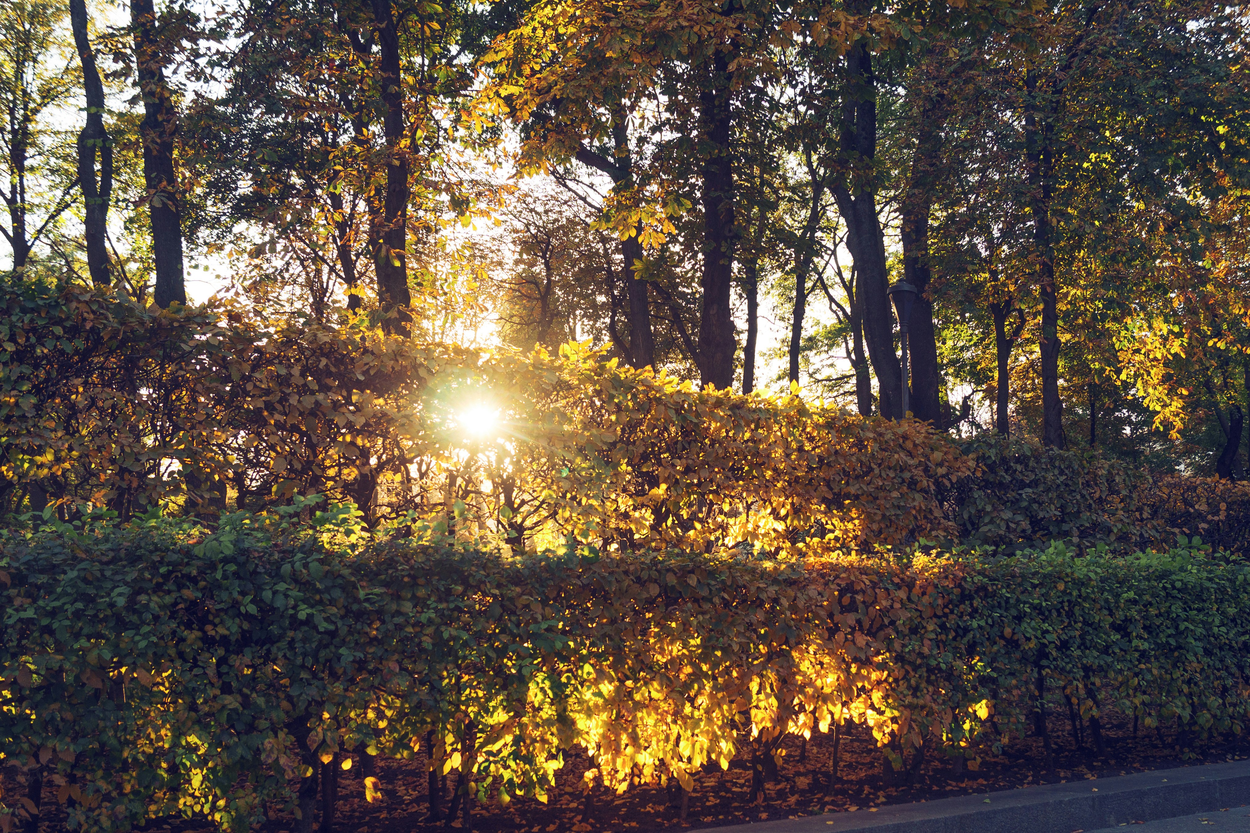 Photo by zephirbrush