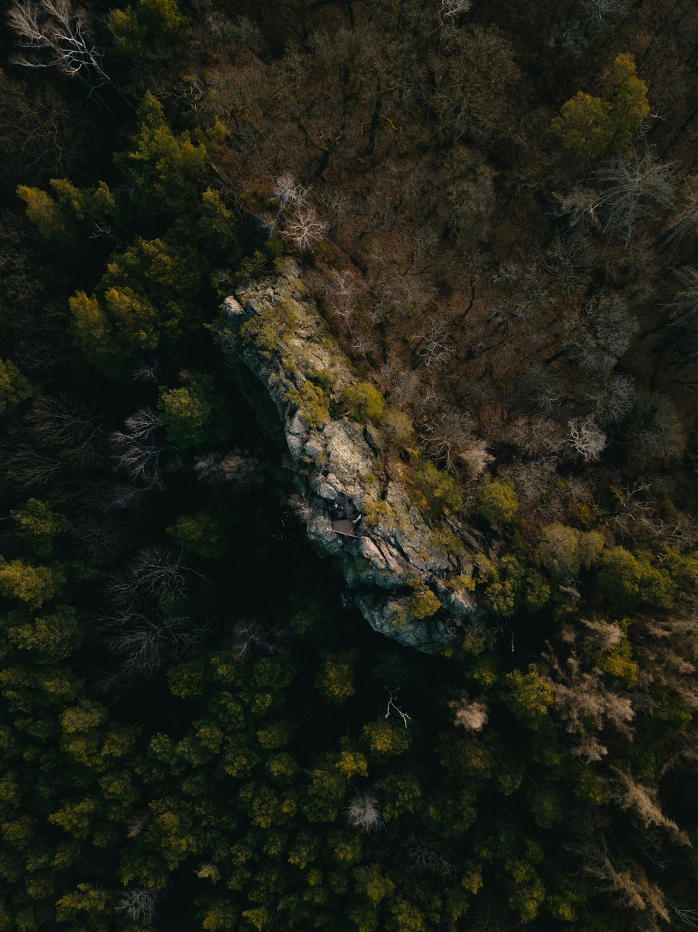 Una vista de un bosque