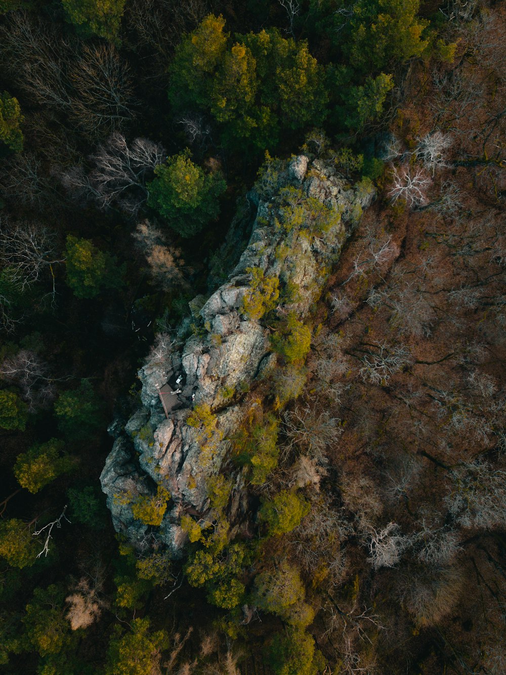 a rocky area with plants growing on it