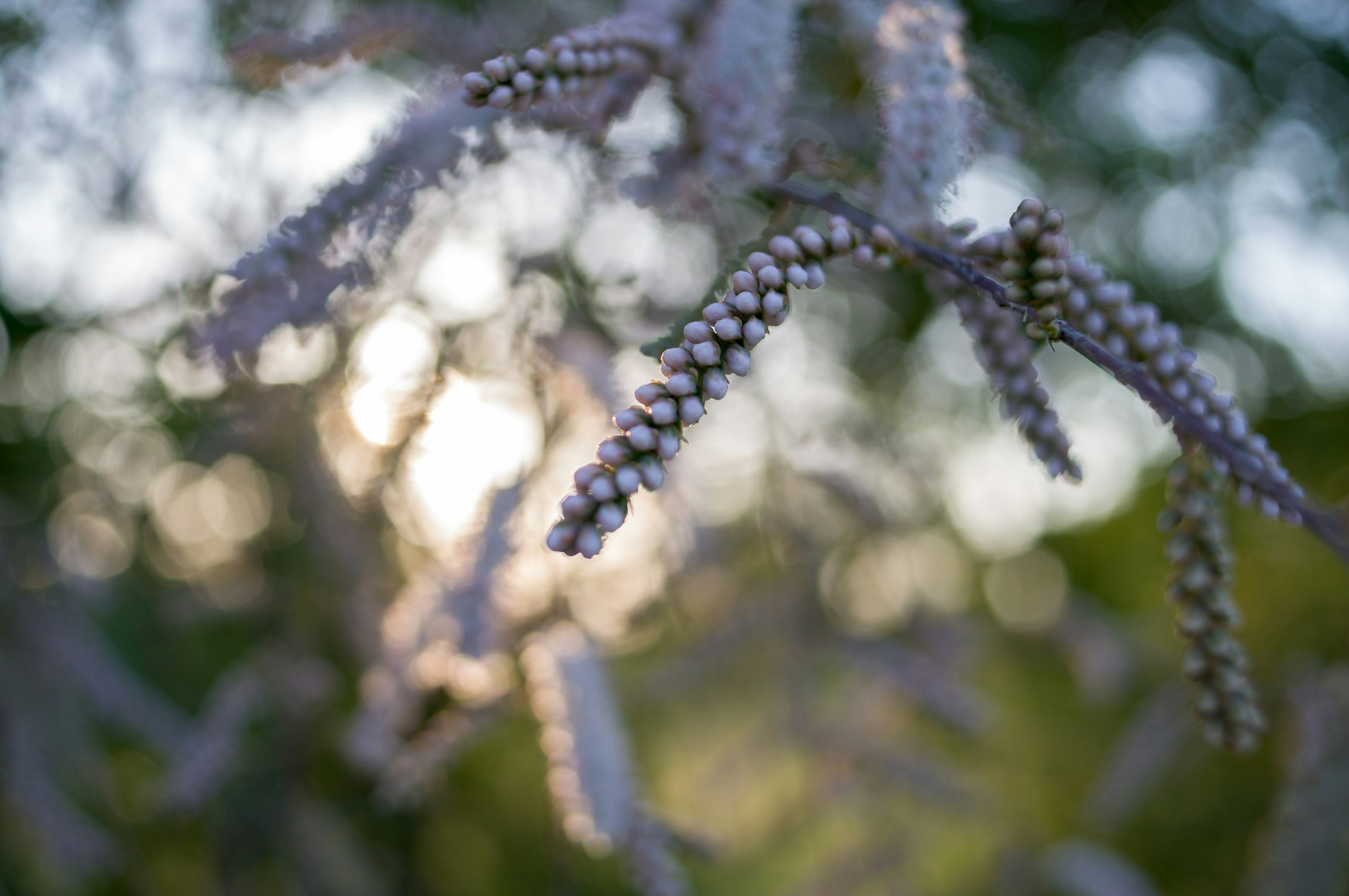 Flowers and Bokeh - Some tests with bokeh effect. I like from time to time to experiment and see what I can come up with. After all, photography is art and art is experimentation.