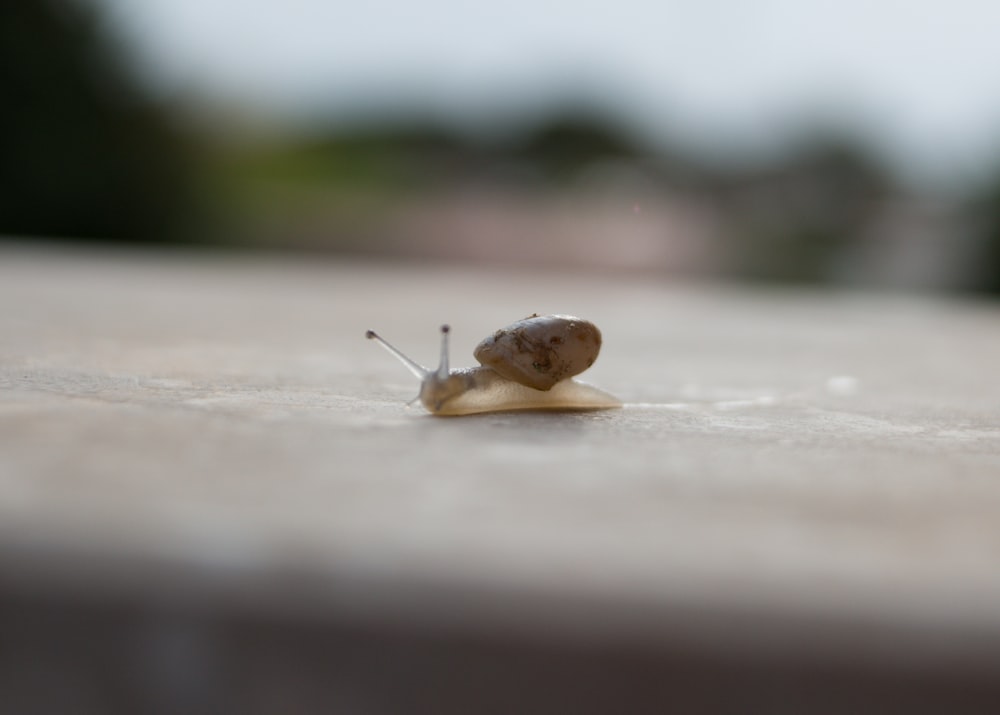 a snail on a wood surface