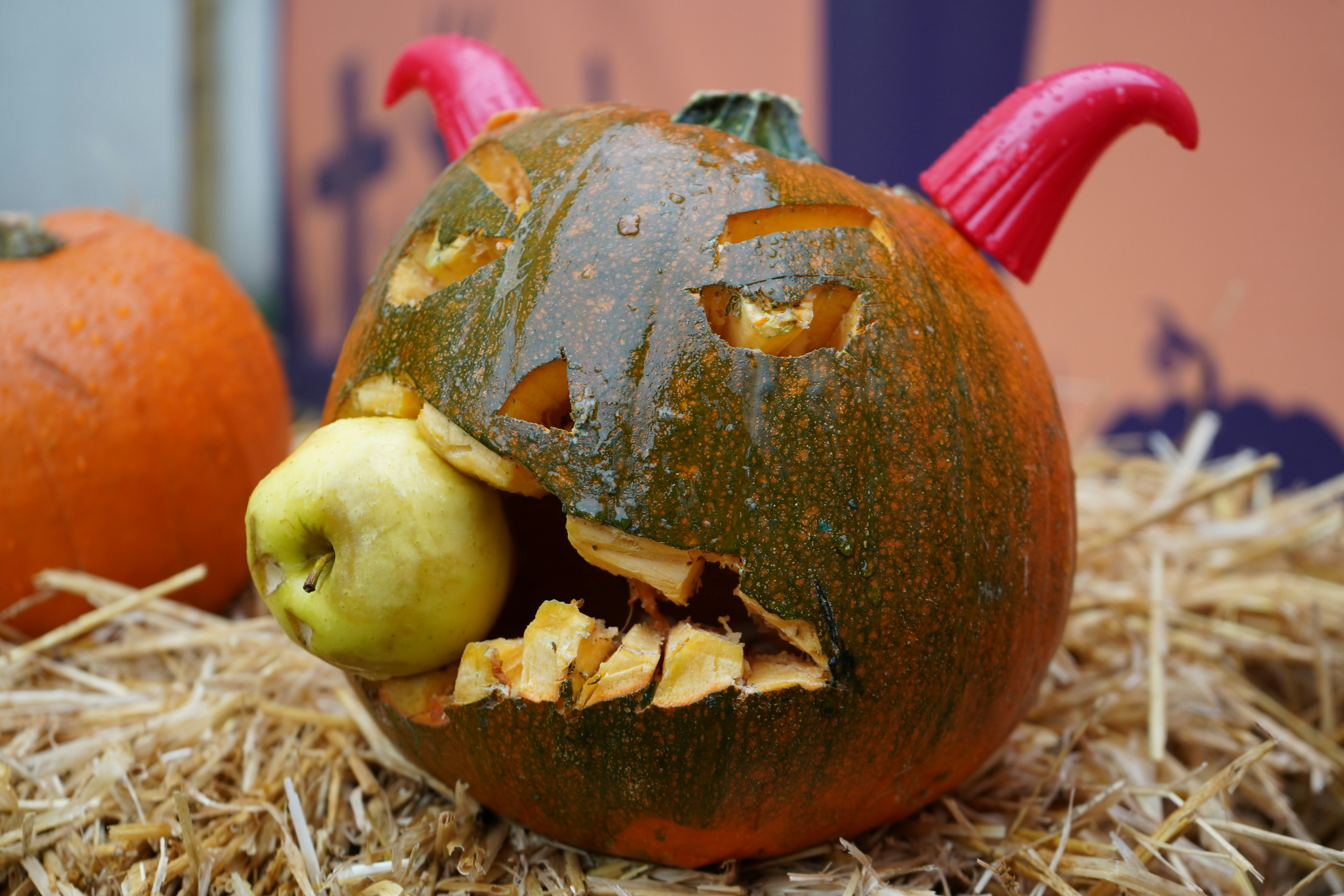 Goofy looking jack-o-lantern carved so it looks like it's eating an apple.