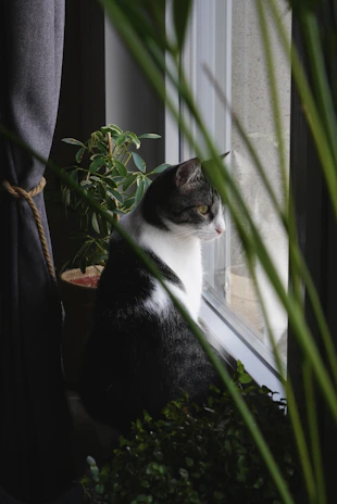 A playful cat with a neurological condition exploring a sunlit windowsill surrounded by plants.